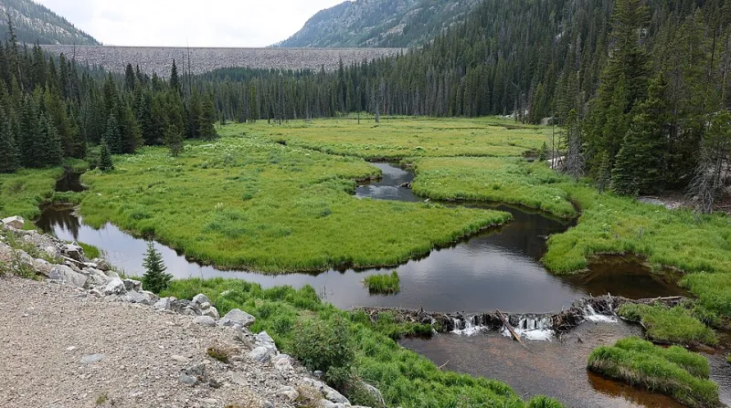 Dam Builders by Design: The Remarkable Science of Beaver-Led River Recovery