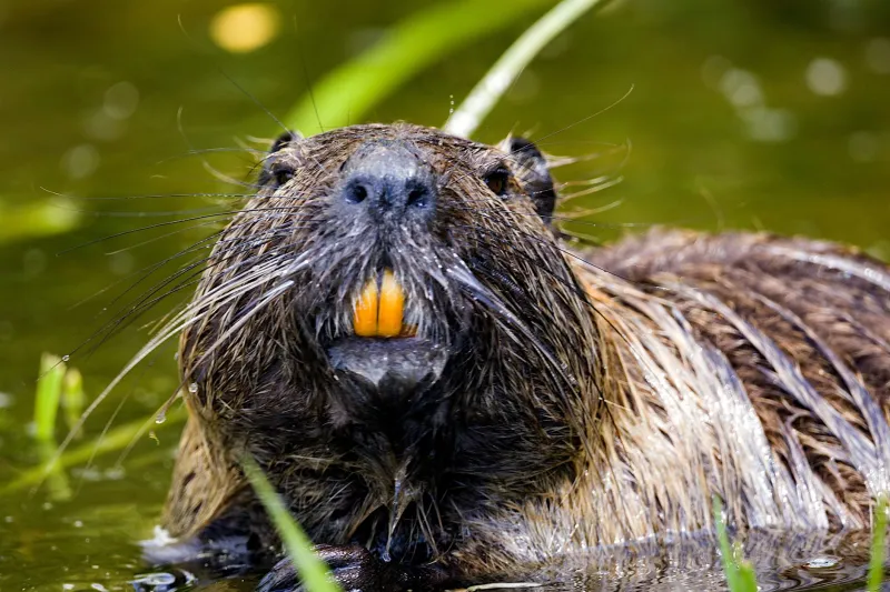Nature's Dam Builders: Why Beavers Are Outperforming Engineers at River Restoration