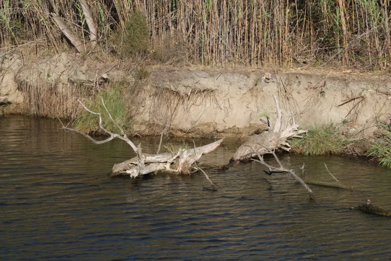 Underfunded and Unfinished: The Quiet Crisis Draining America's River Restoration Ambitions